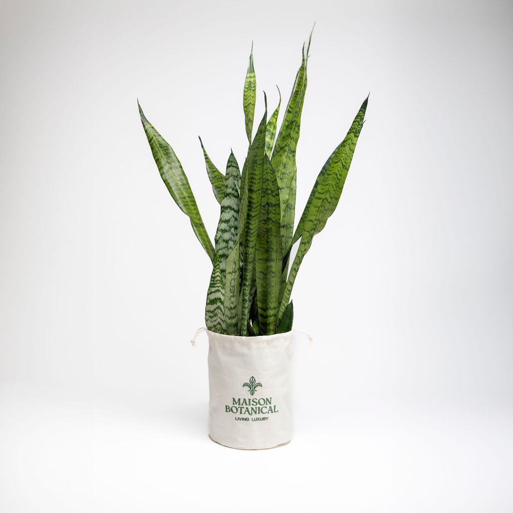 Sansevieria Zeylanica Snake Plant