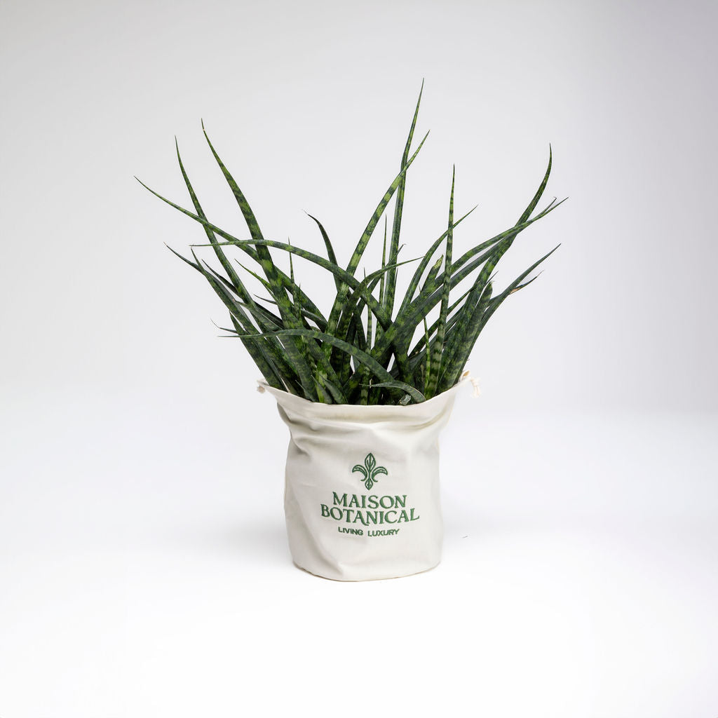 Sansevieria Fernwood Mikado Snake Plant