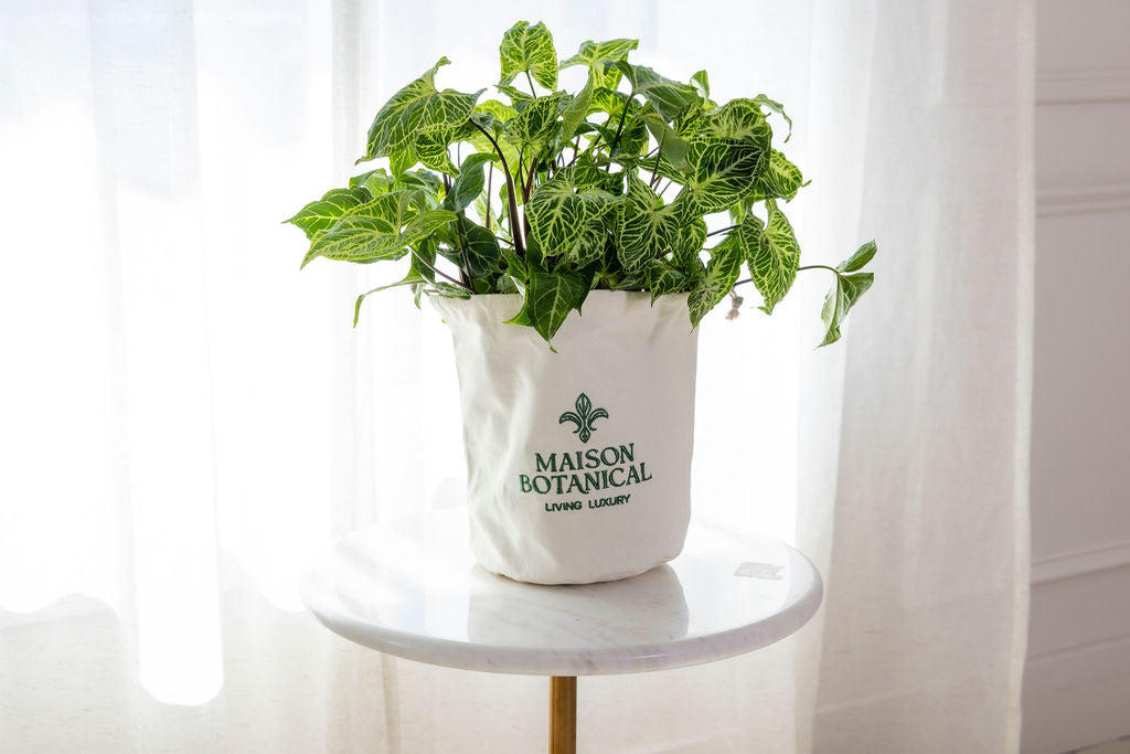 Syngonium Batik — Syngonium Batik arrowhead plant marbled green cream variegated leaves indoor plant Canada