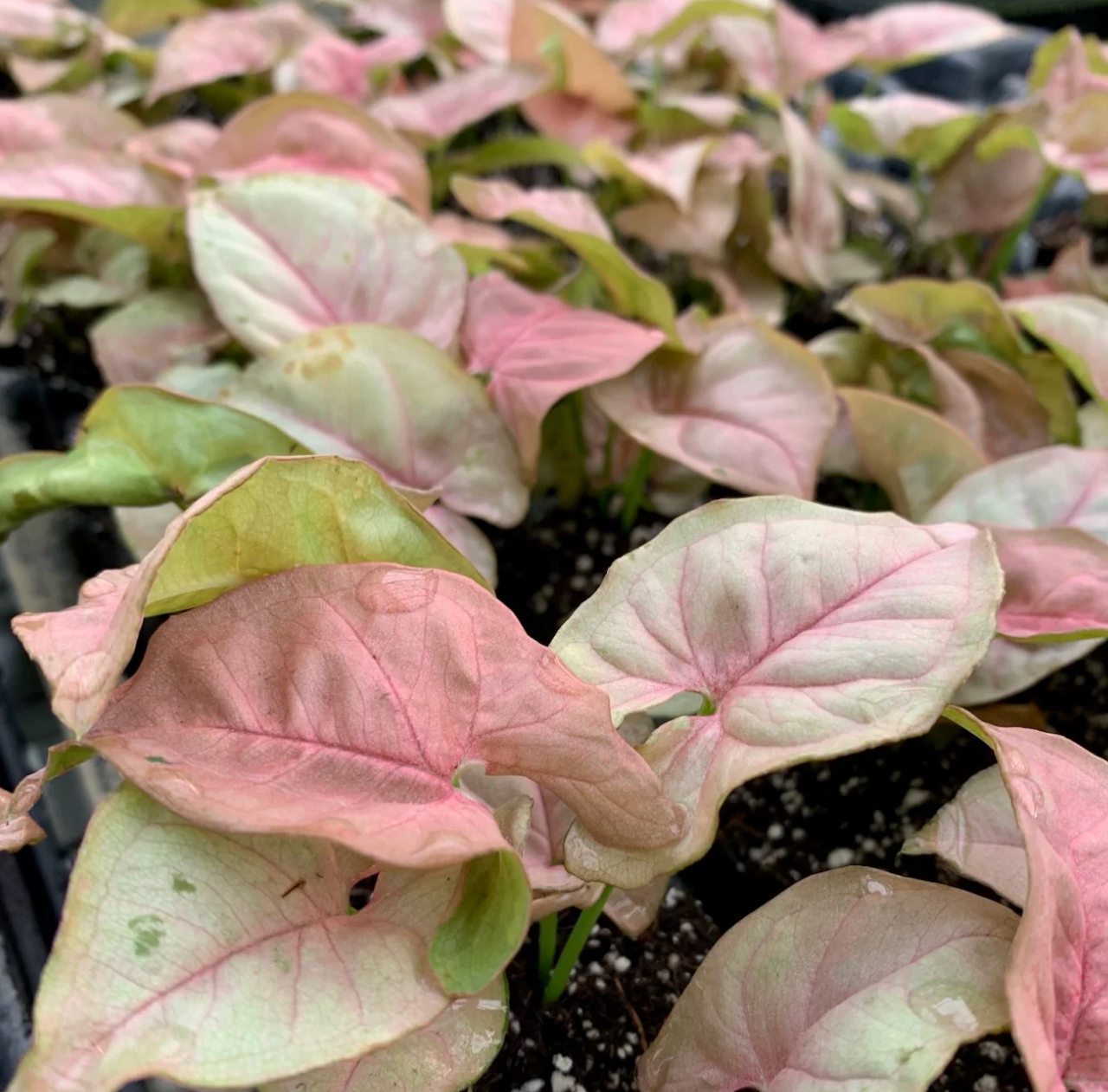 Syngonium Neon Robusta — Syngonium Neon Robusta pink arrowhead plant dusty rose leaves tropical houseplant Canada
