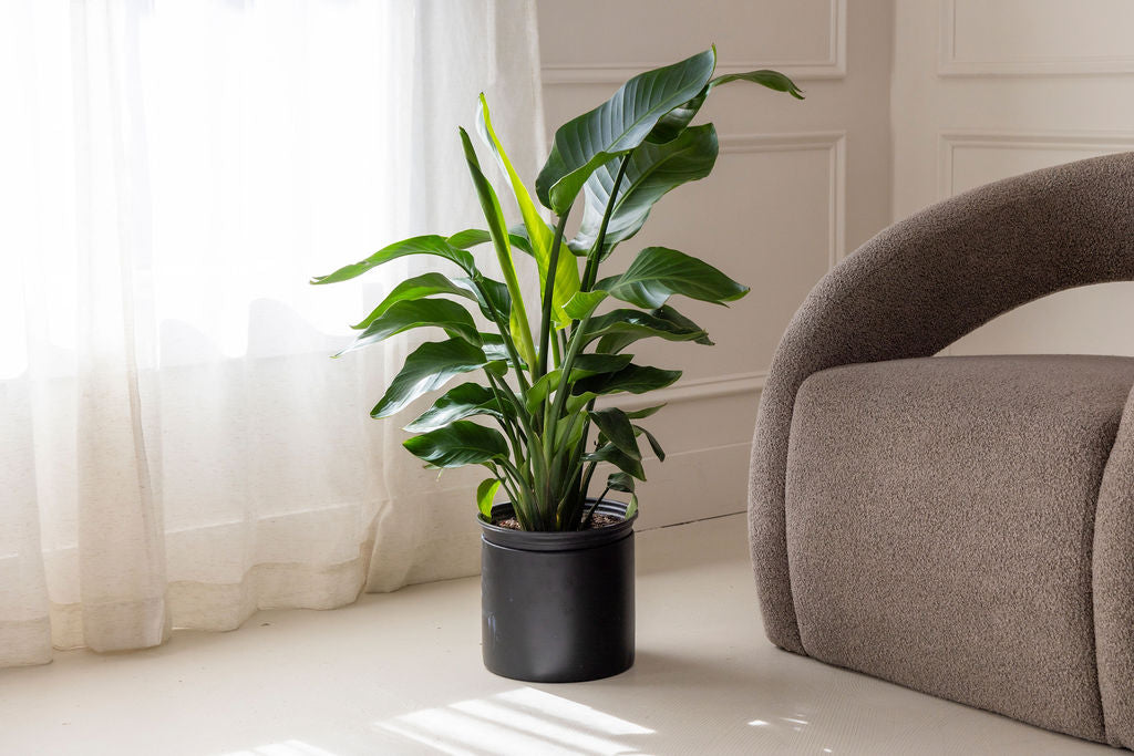 Strelitzia Nicolai — Strelitzia Nicolai White Bird of Paradise large paddle leaves tropical statement indoor plant Canada