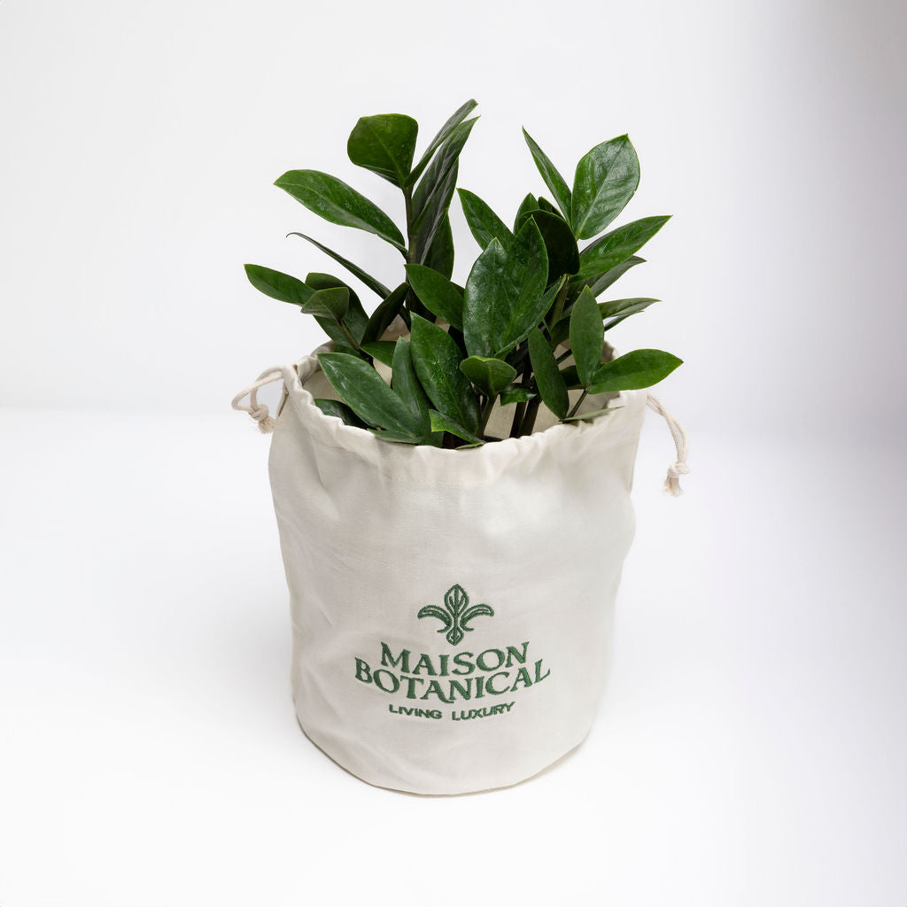 ZZ plant Zamioculcas Zamiifolia glossy dark green leaves styled interior