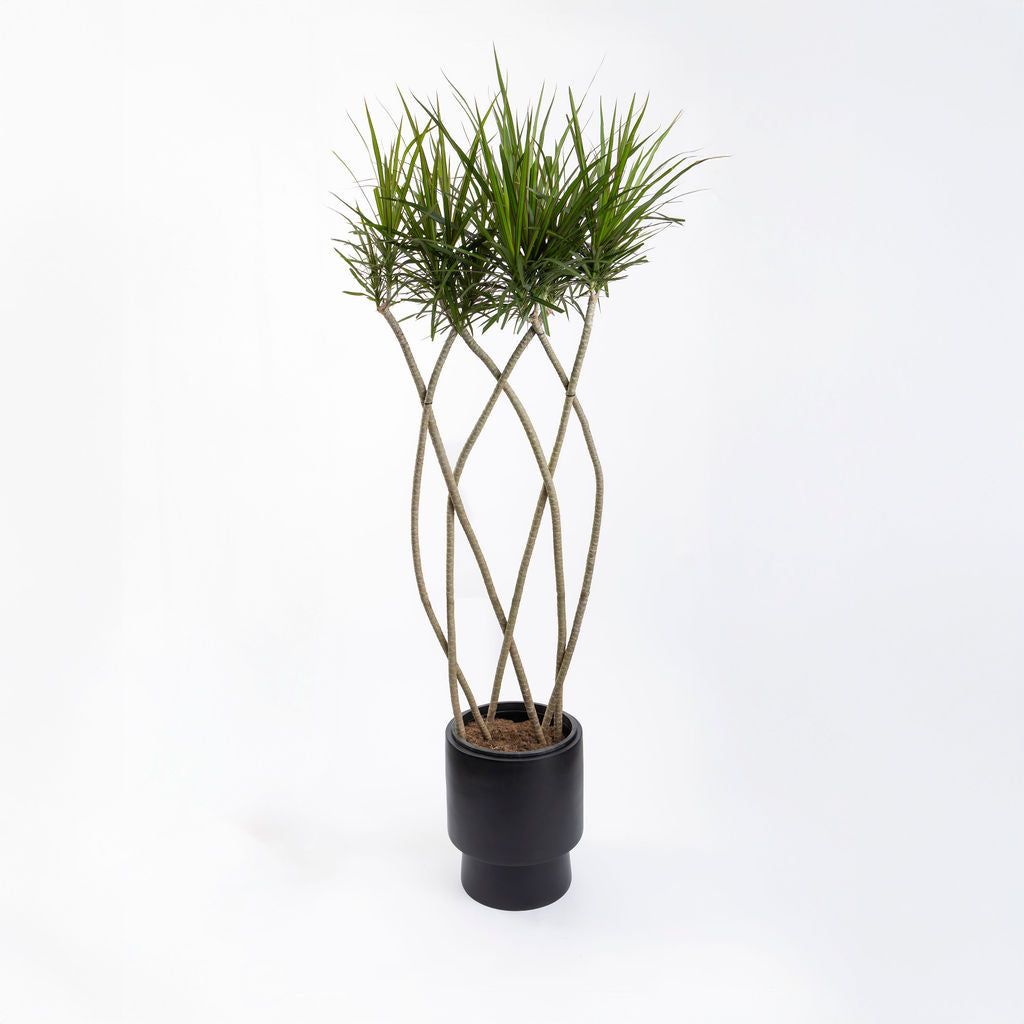 A tall braided Dracaena marginata with interwoven canes and spiky green foliage, potted in a sleek matte black planter against a clean white background.
