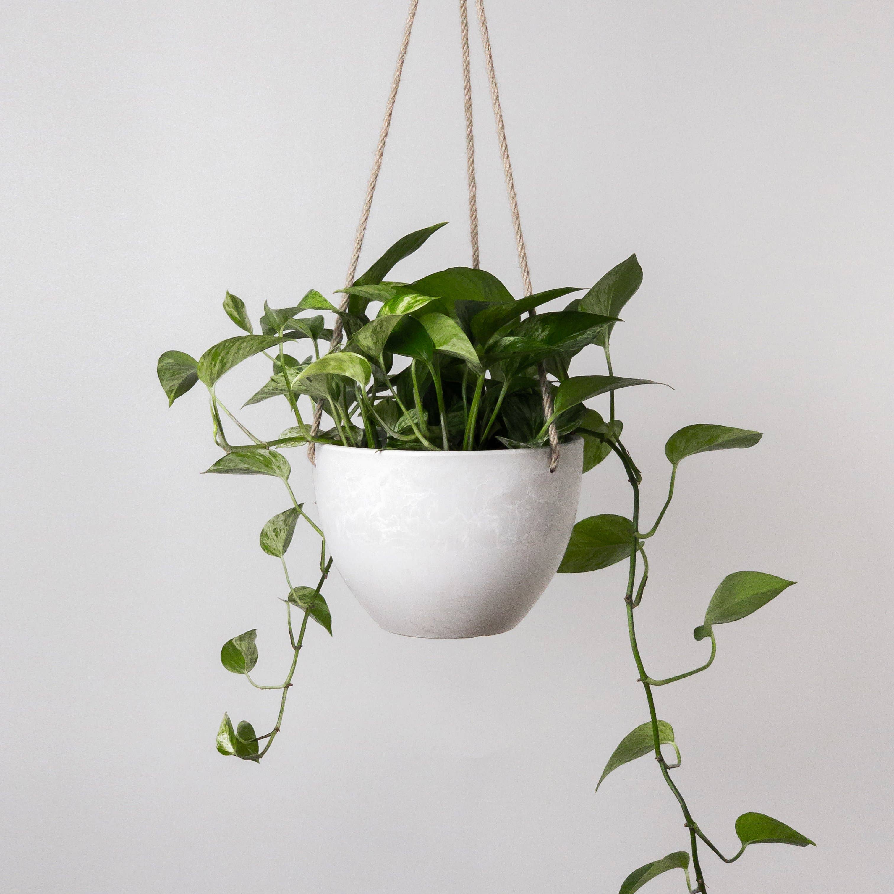 8" Signature Stone Hanging Planter